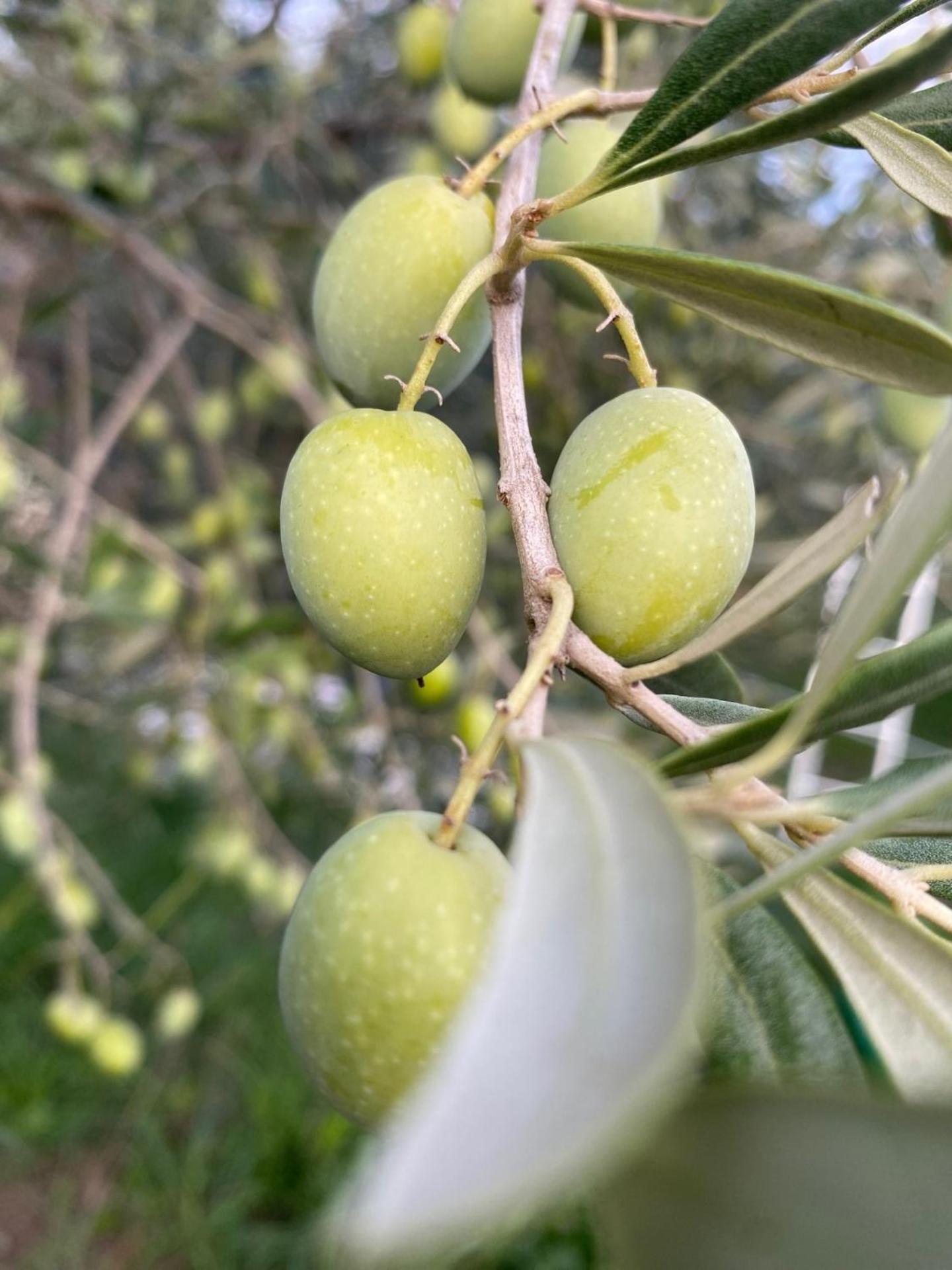 Agriturismo La Luciana Castiglione della Pescaia Buitenkant foto